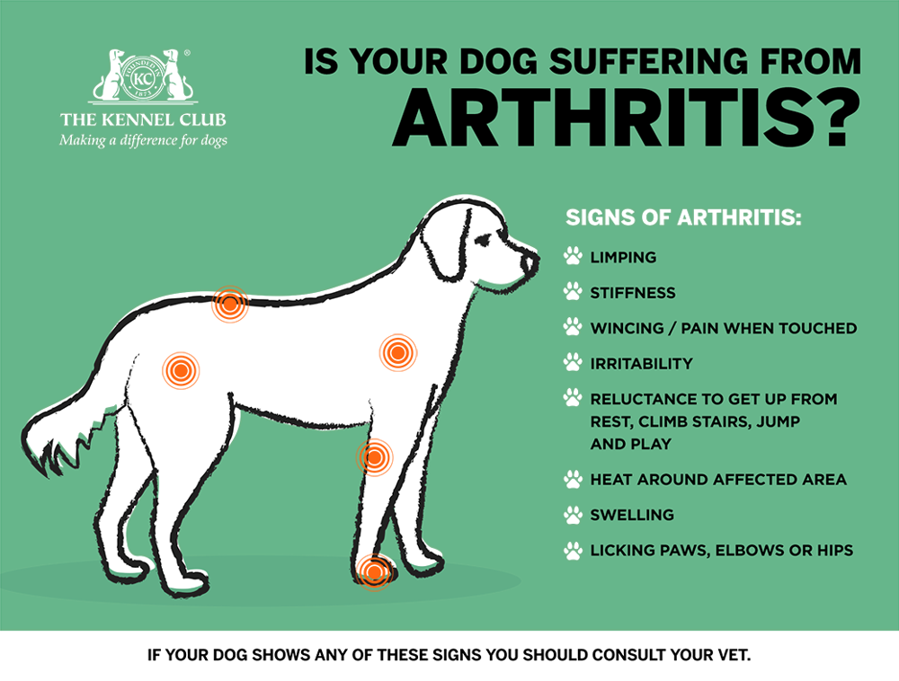 Arthritis in dogs Dog health The Kennel Club