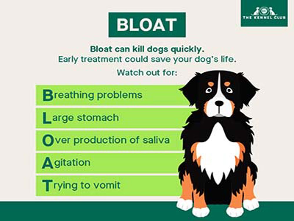can a dog burp if they have bloat