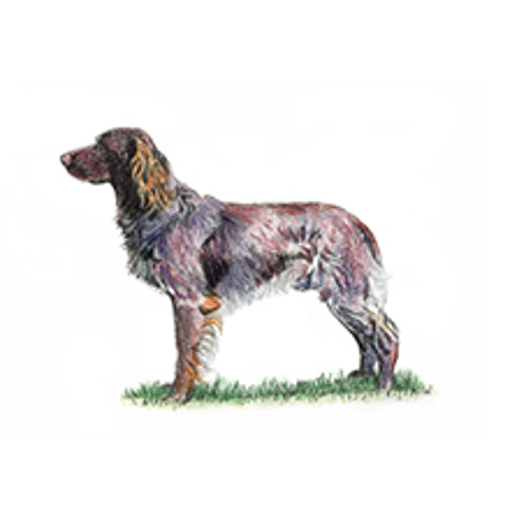 German Longhaired Pointer | Breeds A to Z | The Kennel Club
