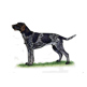 German Wirehaired Pointer illustration