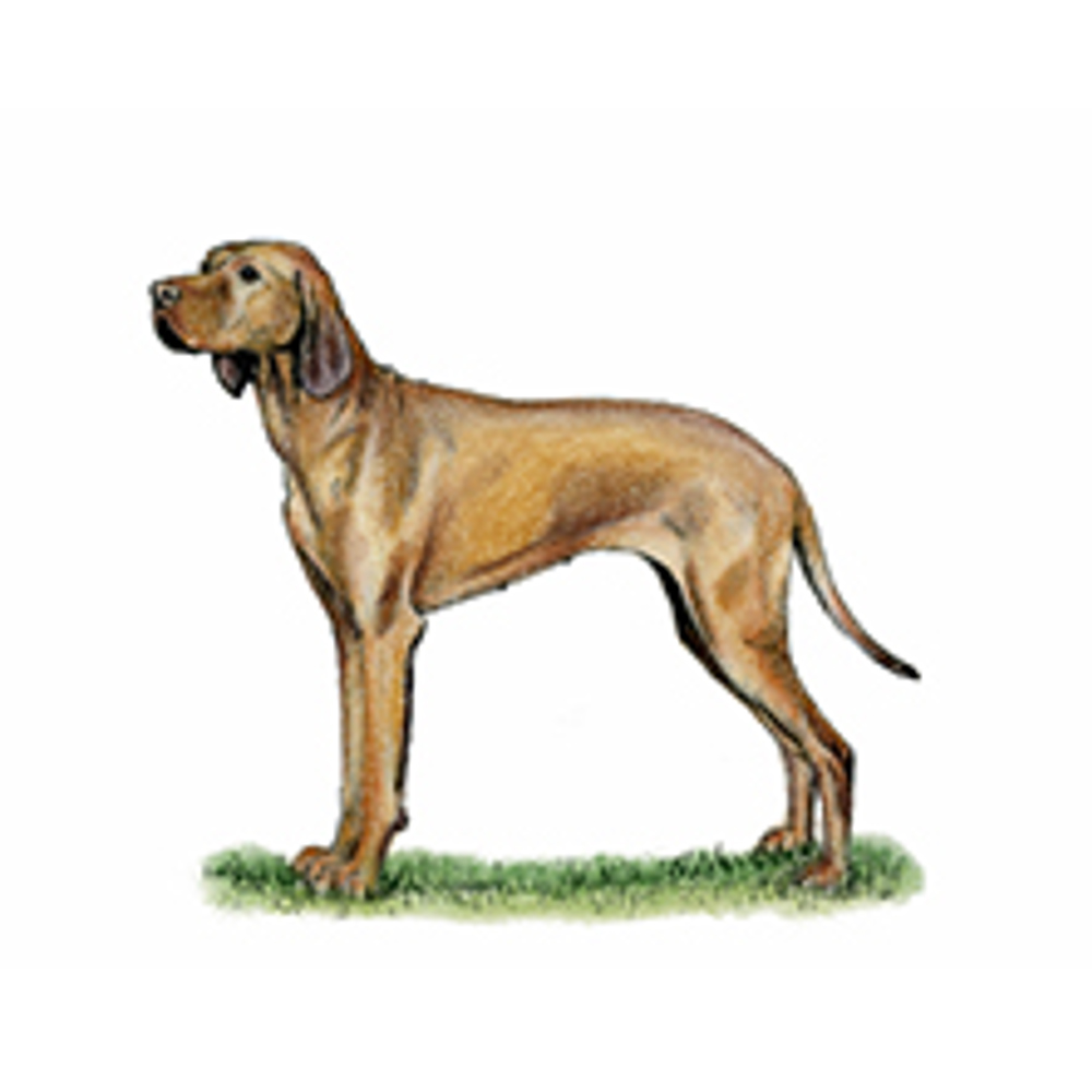 Hungarian Vizsla Breeds A to Z The Kennel Club