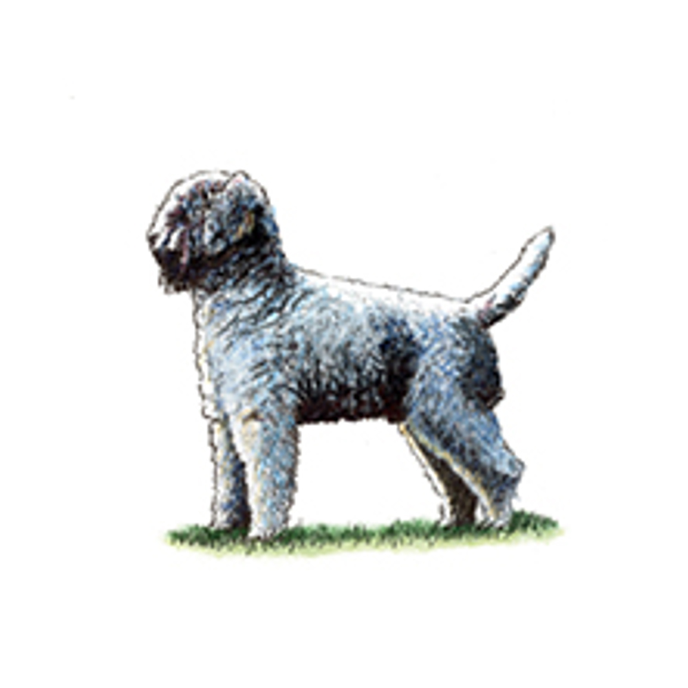 Is The Lagotto Romagnolo Legal In Gabon