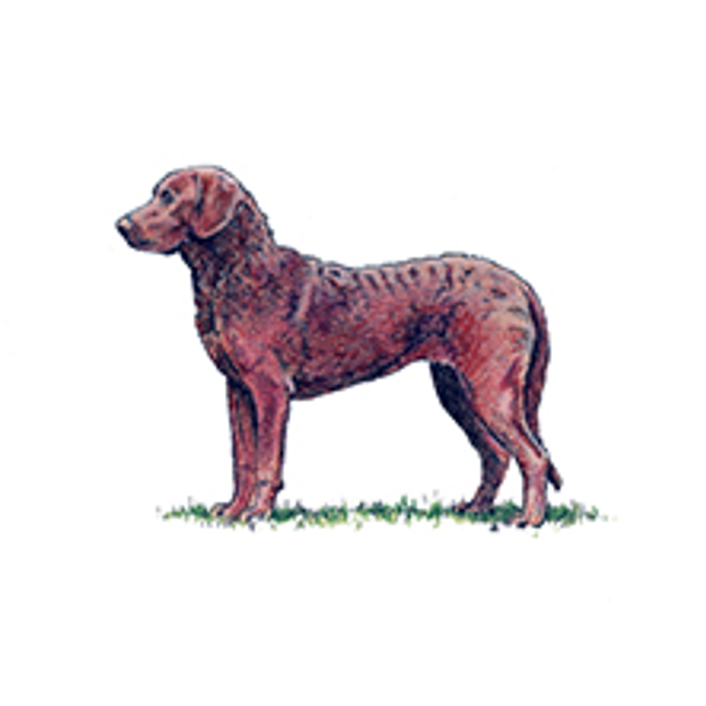 Retriever Chesapeake Bay Breeds A To Z The Kennel Club