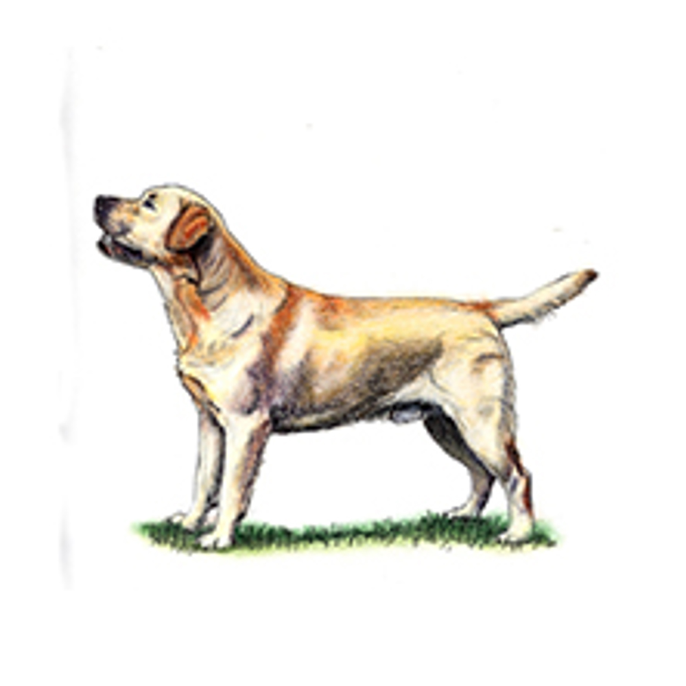Retriever Labrador Breeds A To Z The Kennel Club
