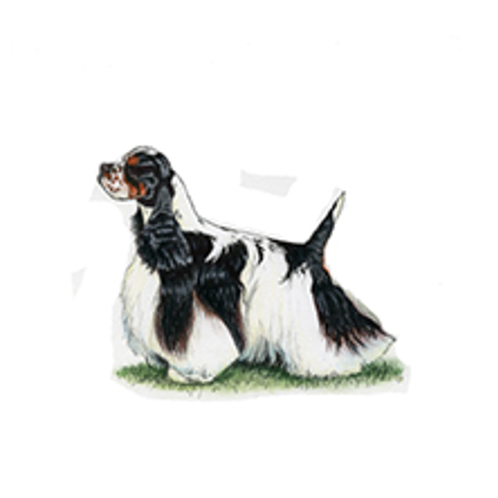 Spaniel (American Cocker) illustration