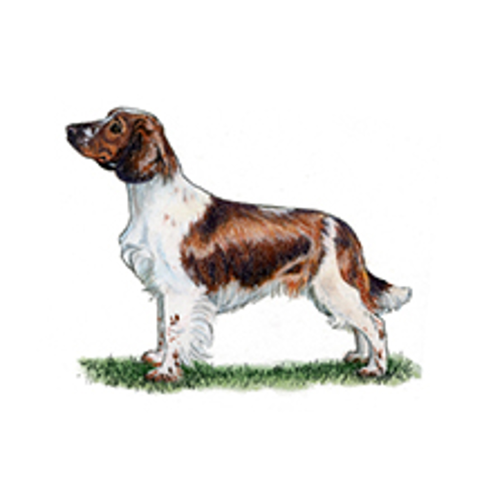 Spaniel (Welsh Springer) illustration