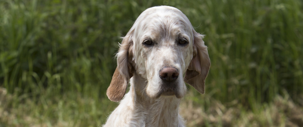 how to house train a english setter puppy