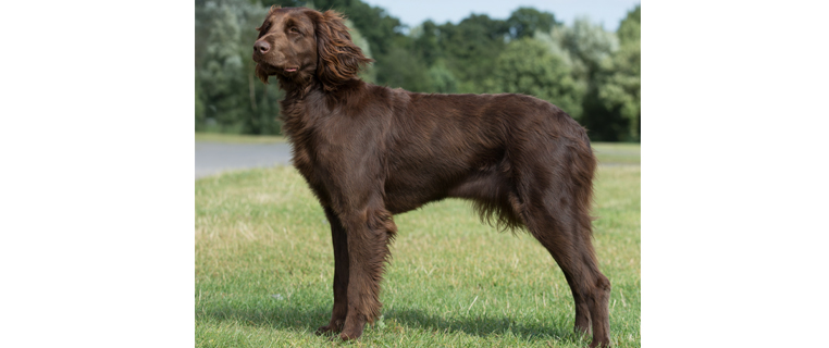 german long haired pointer