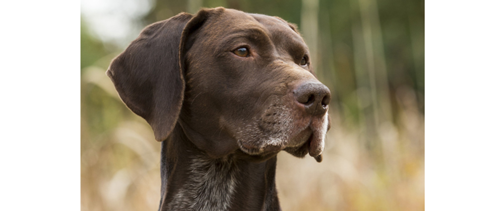 German Shorthaired Pointer | Breeds A to Z | The Kennel Club
