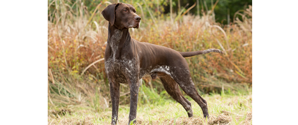 anyone have a german shorthaired pointer