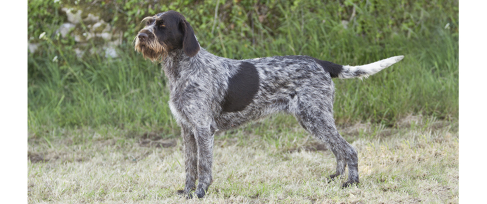 German Wirehaired Pointer Breeds A To Z The Kennel Club