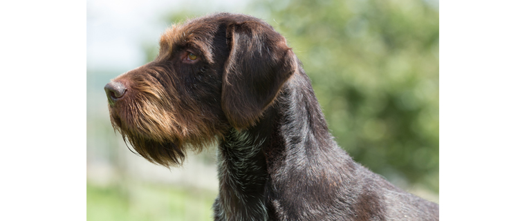 long haired wire pointer