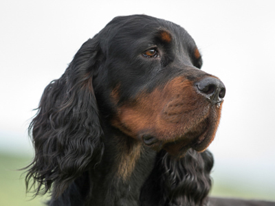 Gordon Setter | Breeds A to Z | The Kennel Club