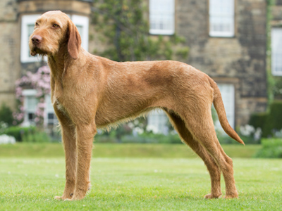 Hungarian Wire Haired Vizsla standing