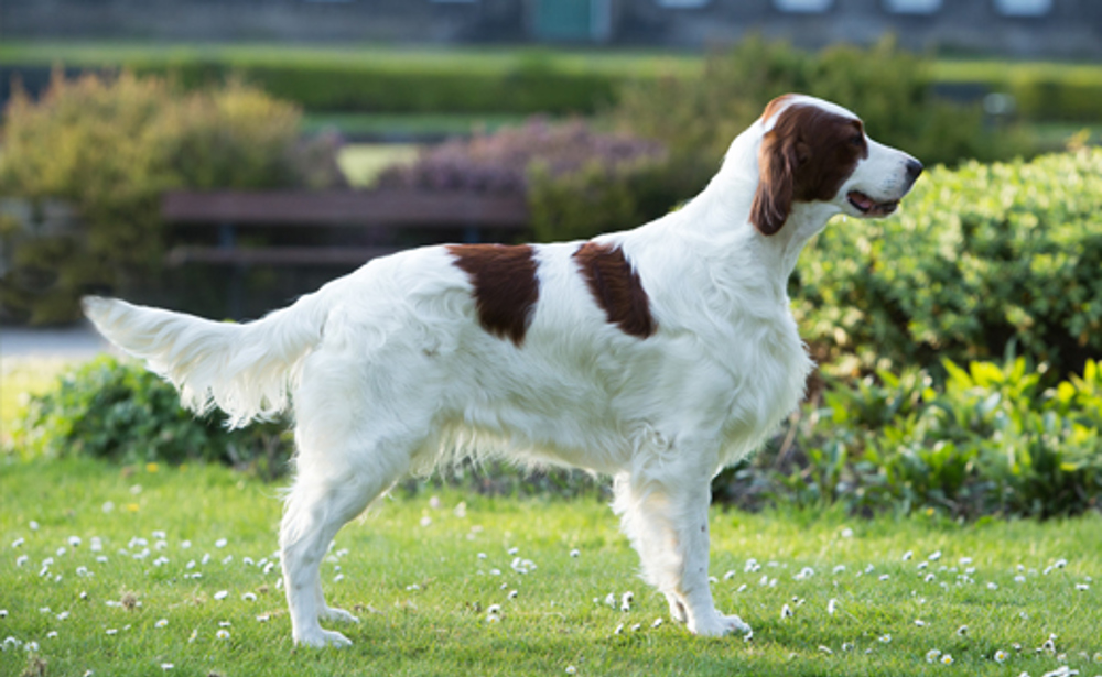 mørke Illusion efter skole Irish Red & White Setter | Breeds A to Z | The Kennel Club