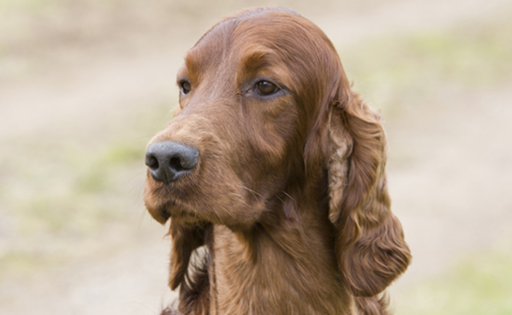 a non typical irish setter can get how big