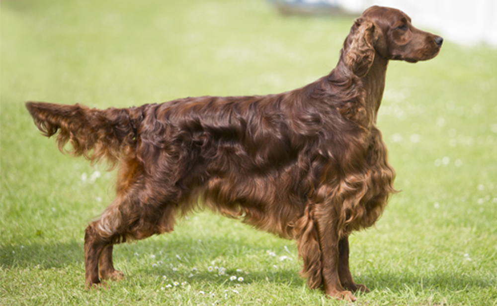 a non typical irish setter can get how big