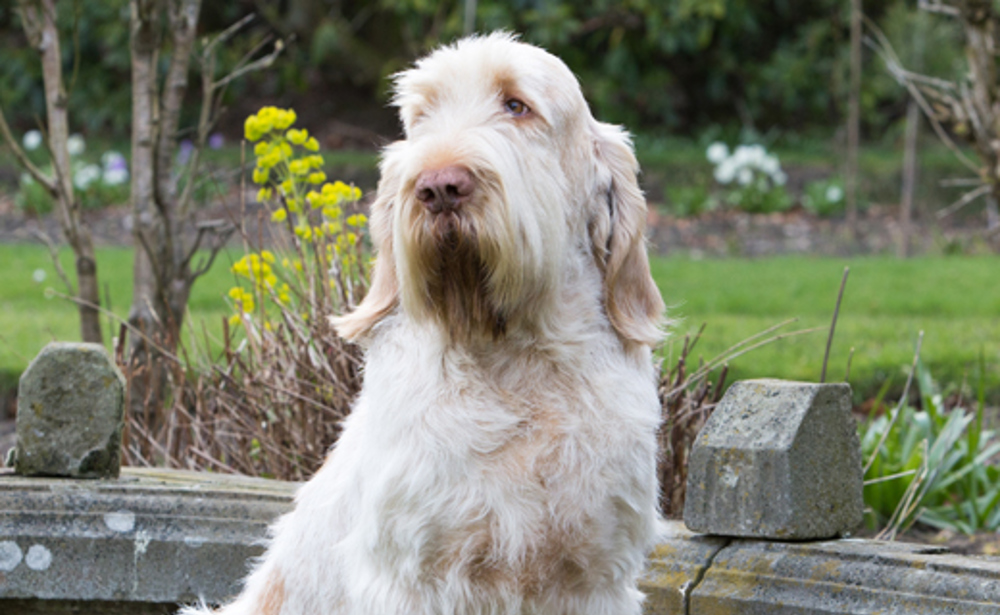 Do Italian Spinone Dogs Shed
