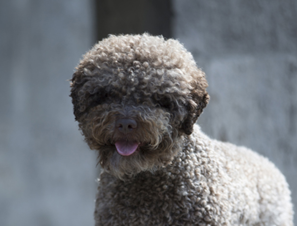 Lagotto Romagnolo Breeds A To Z The Kennel Club