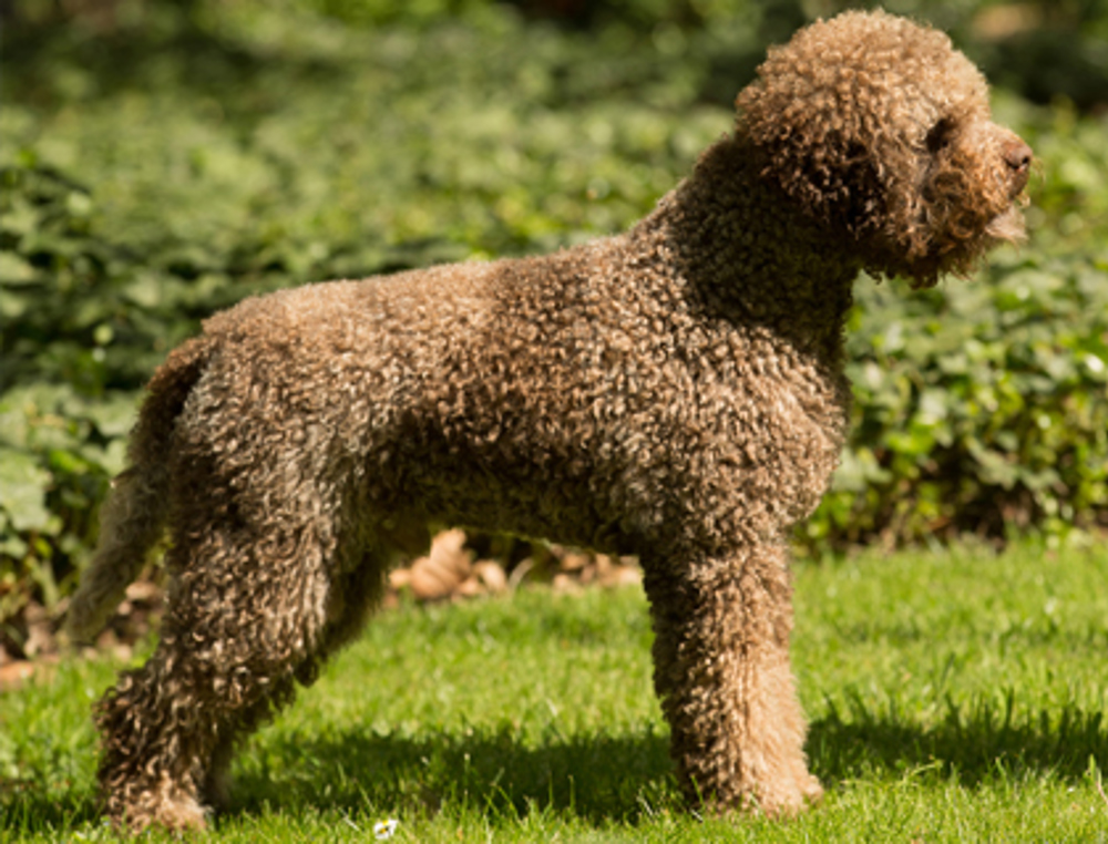 Lagotto Romagnolo Breeds A To Z The Kennel Club