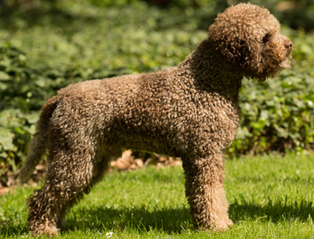 Lagotto Romagnolo | Breeds A to Z | The Kennel Club