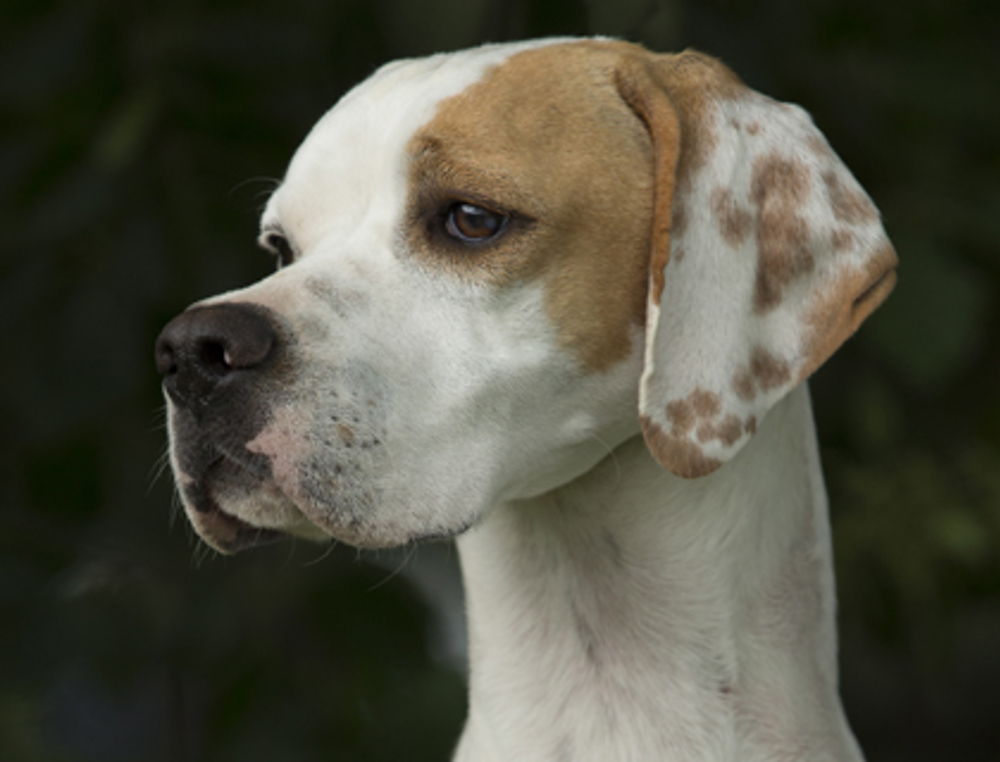 Pointer Breeds A to Z The Kennel Club