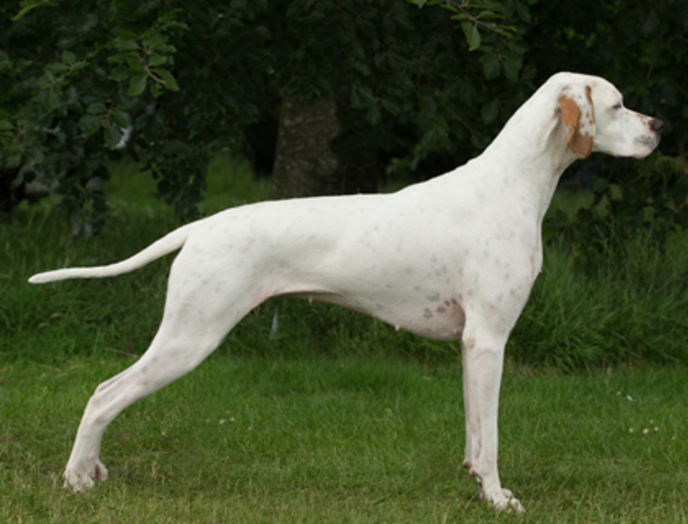 can pointer be white