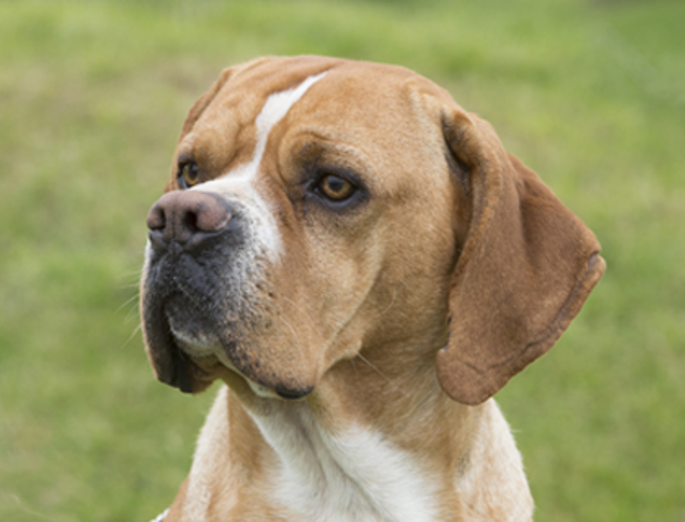 Portuguese Pointer Breeds A to Z The Kennel Club