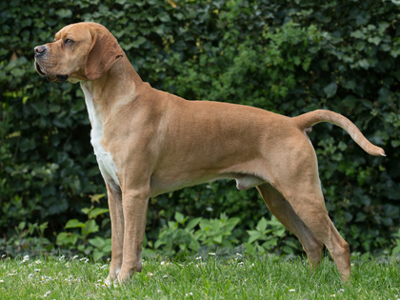 Portuguese Pointer standing