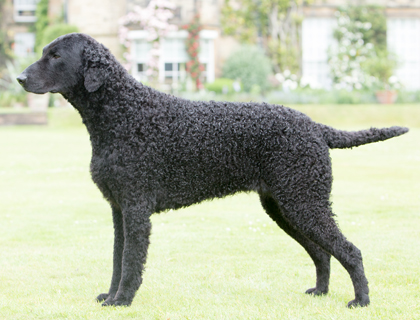 curly haired labrador retriever