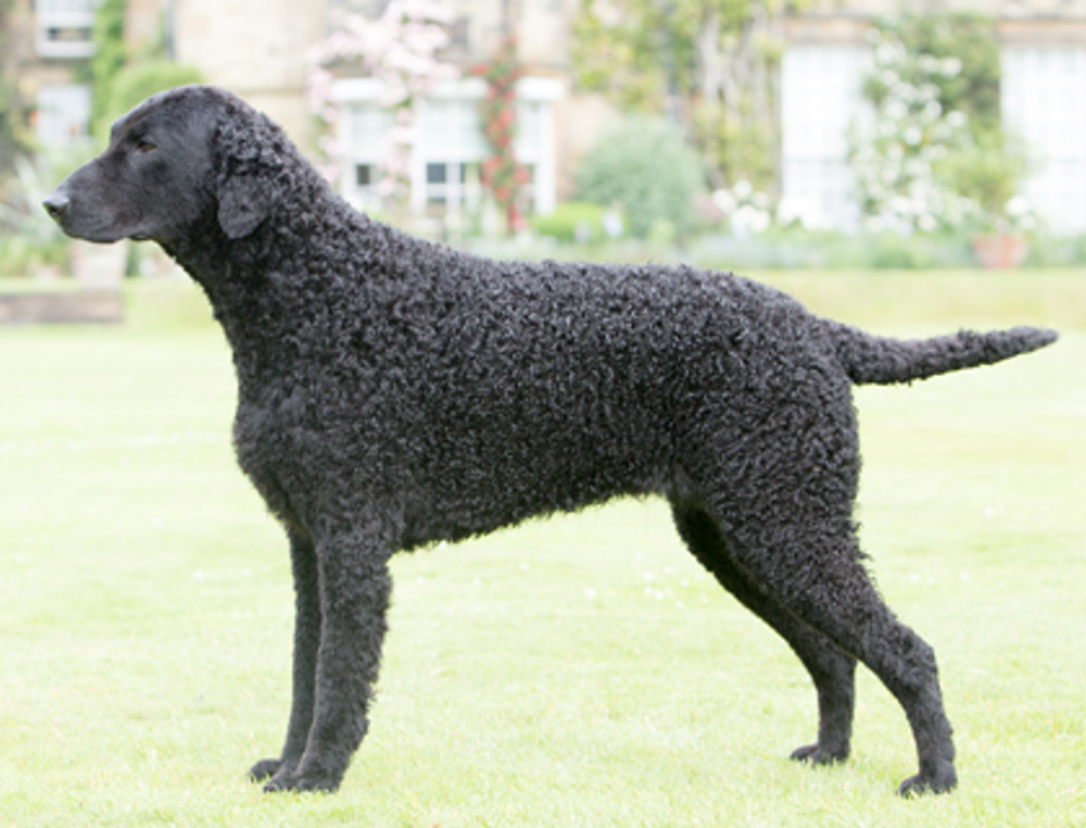 Retriever Curly Coated Breeds A To, How Long Do Curly Coated Retrievers Live