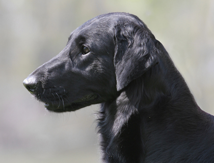 flat coated retriever kennel