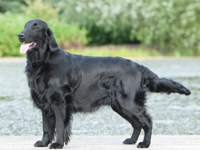 Retriever (Flat Coated) | Breeds A to Z | The Kennel Club