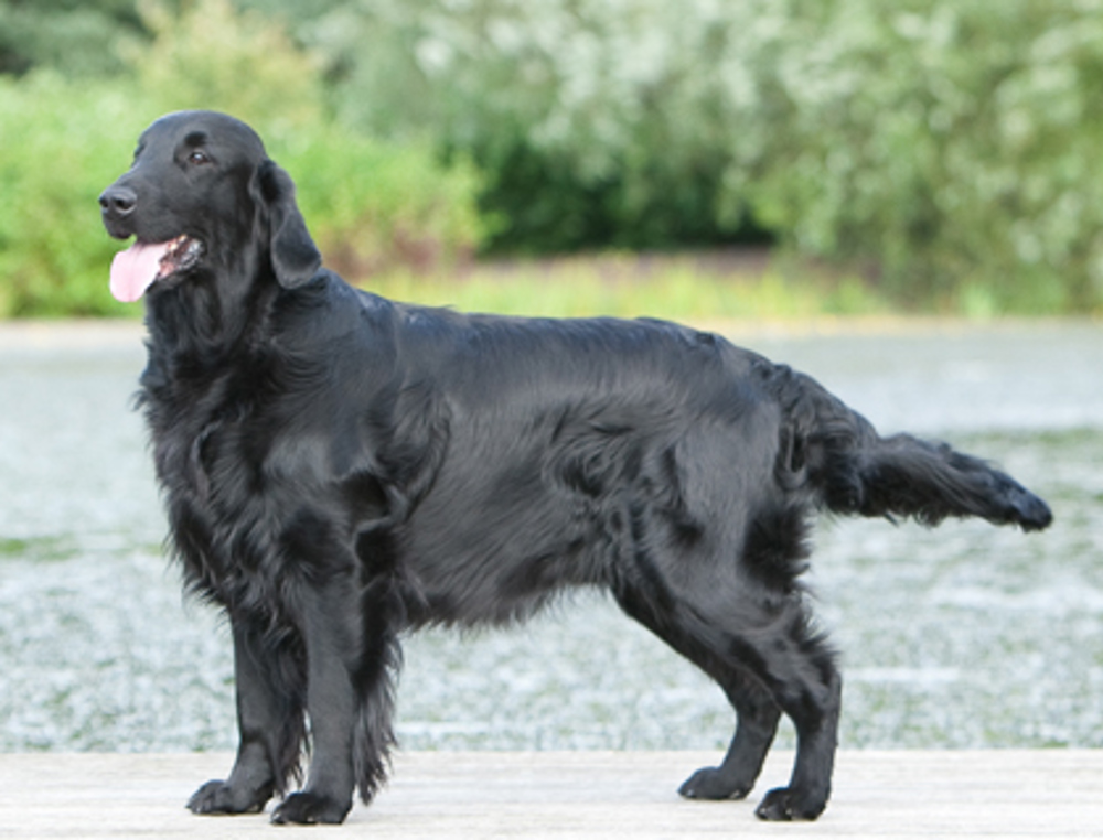 Langt væk lytter Lee Retriever (Flat Coated) | Breeds A to Z | The Kennel Club