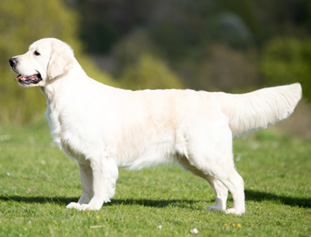 can golden retrievers have white on them