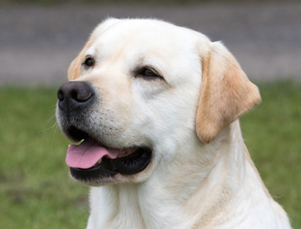 finger frekvens Dalset Retriever (Labrador) | Breeds A to Z | The Kennel Club