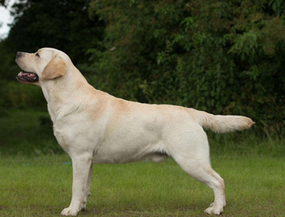 Labrador