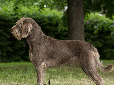 Slovakian Rough Haired Pointer standing