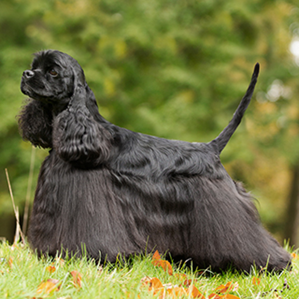 Cocker Spaniel Americano Puppies