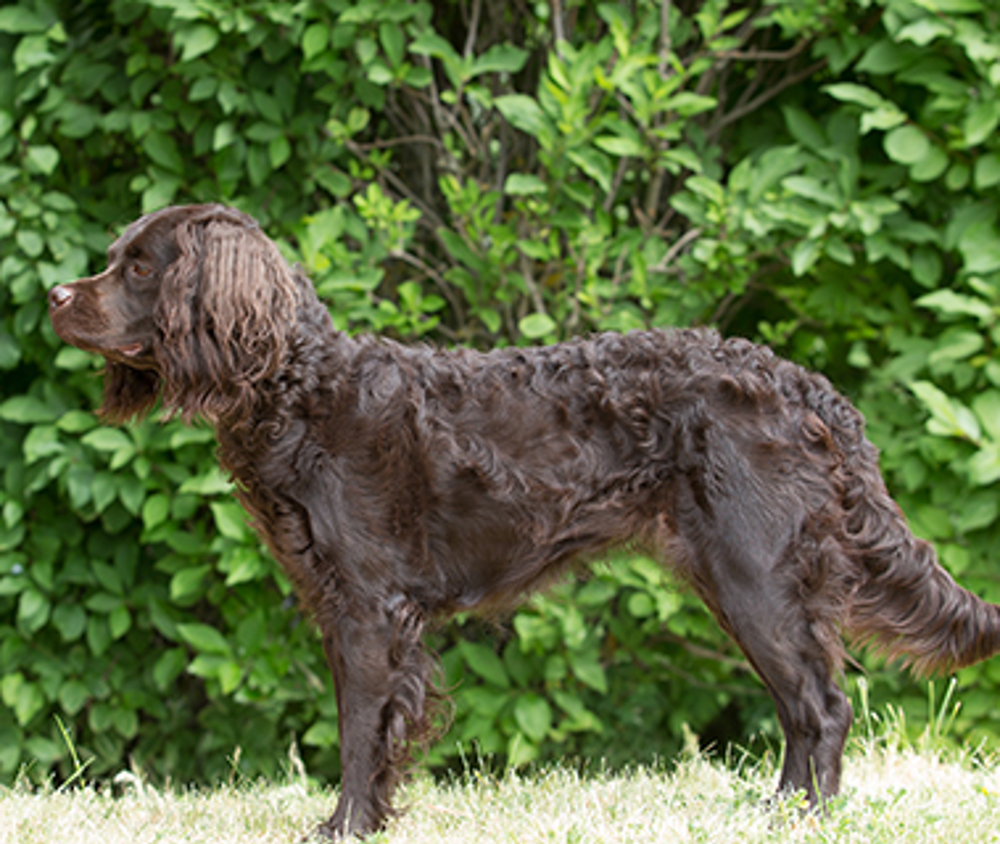 spaniel-american-water-breeds-a-to-z-the-kennel-club