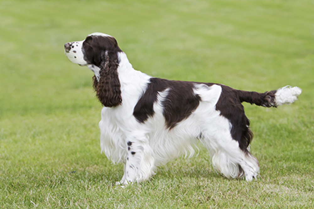 Spaniel (English Springer) | Breeds A to Z | The Kennel Club Spaniel (English Springer) | Breeds A to Z | The Kennel Club