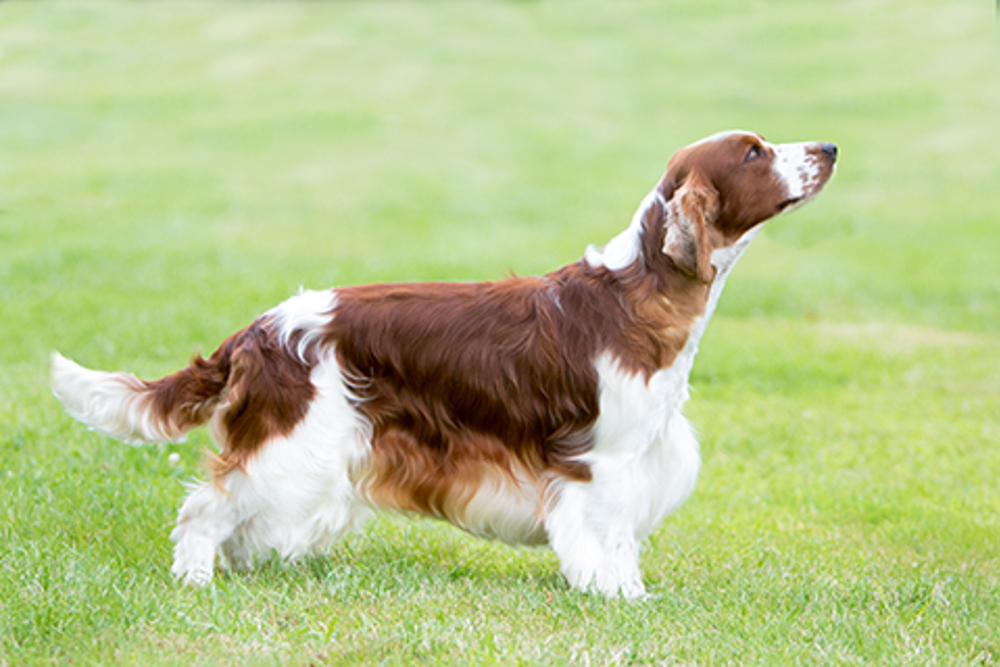 Spaniel (Welsh Springer) Breeds A to Z The Kennel Club Spaniel (Welsh Springer) Breeds A to Z The Kennel Club