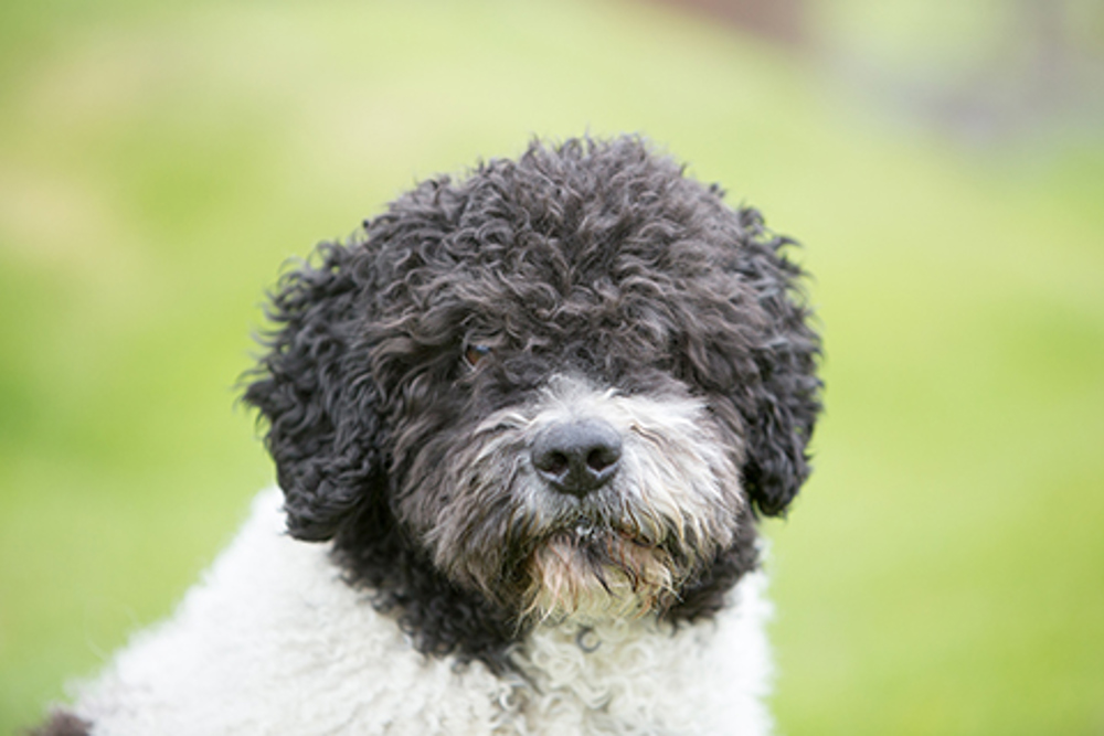 Spanish Water Dog Breeds A to Z The Kennel Club