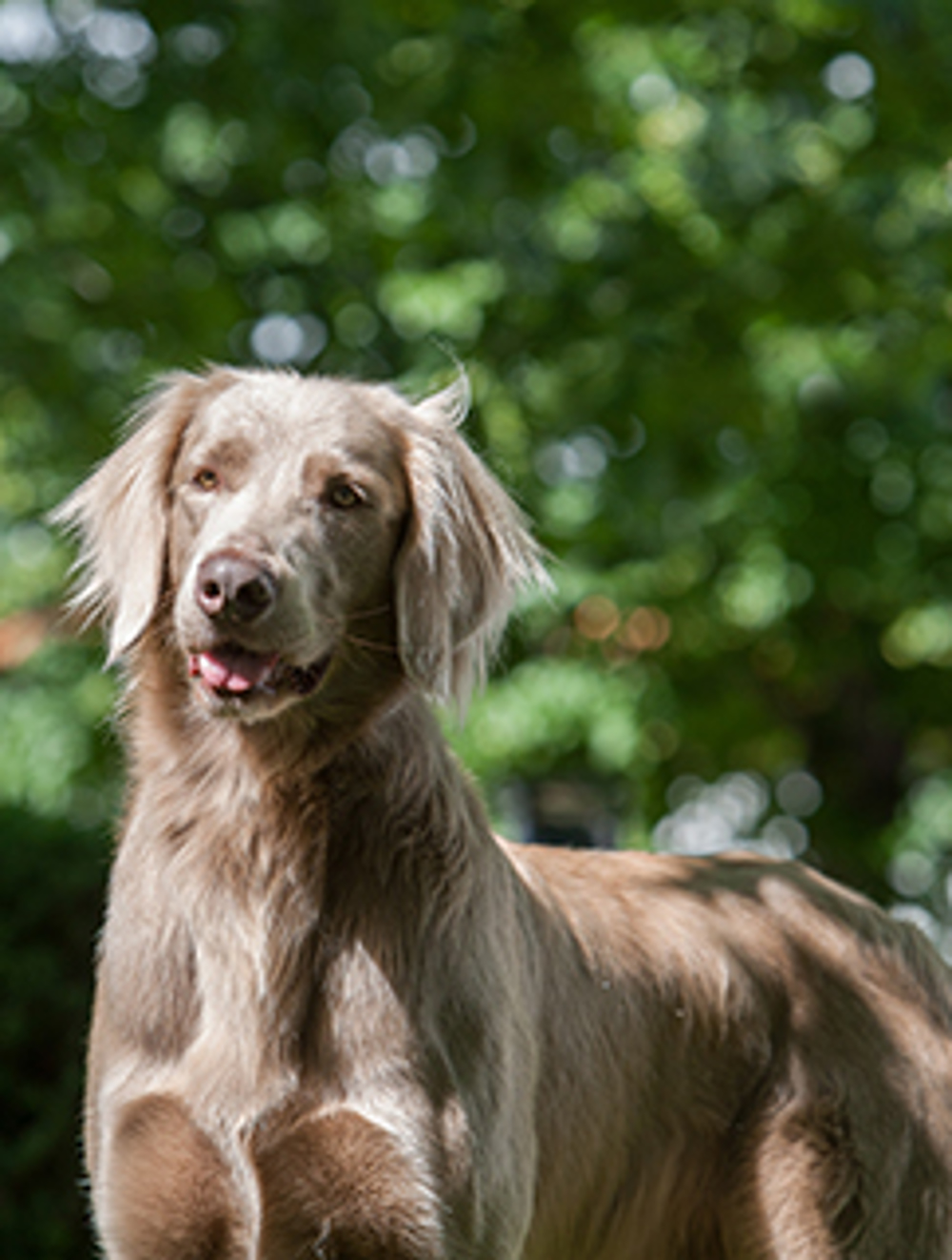 what is the breed of weimaraner