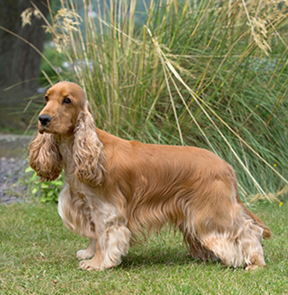 We are blessed to have a spacious property where we are able to provide large housing for all of our dogs and have the space to provide a large state of the art nursery, grooming facility, delivery room. Parti Colored Cocker Spaniel Puppies For Sale . Spaniel Cocker Breeds A To Z The Kennel Club