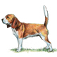 Beagle illustration