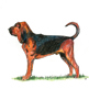 Bloodhound illustration