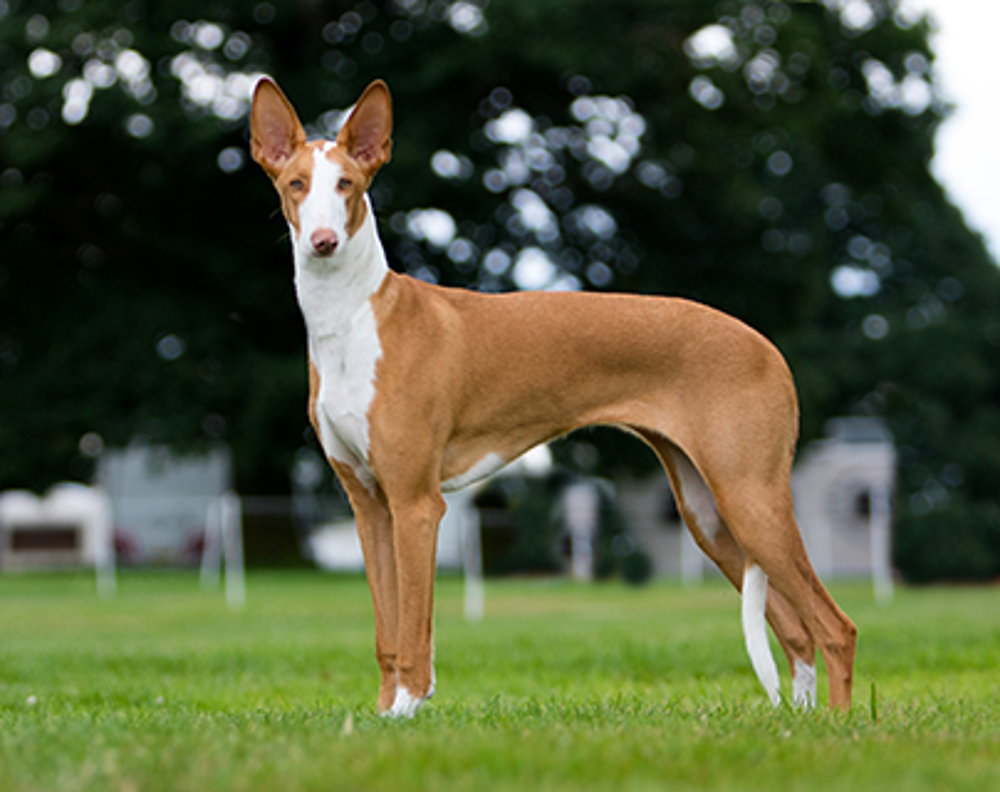 Ibizan Hound standing