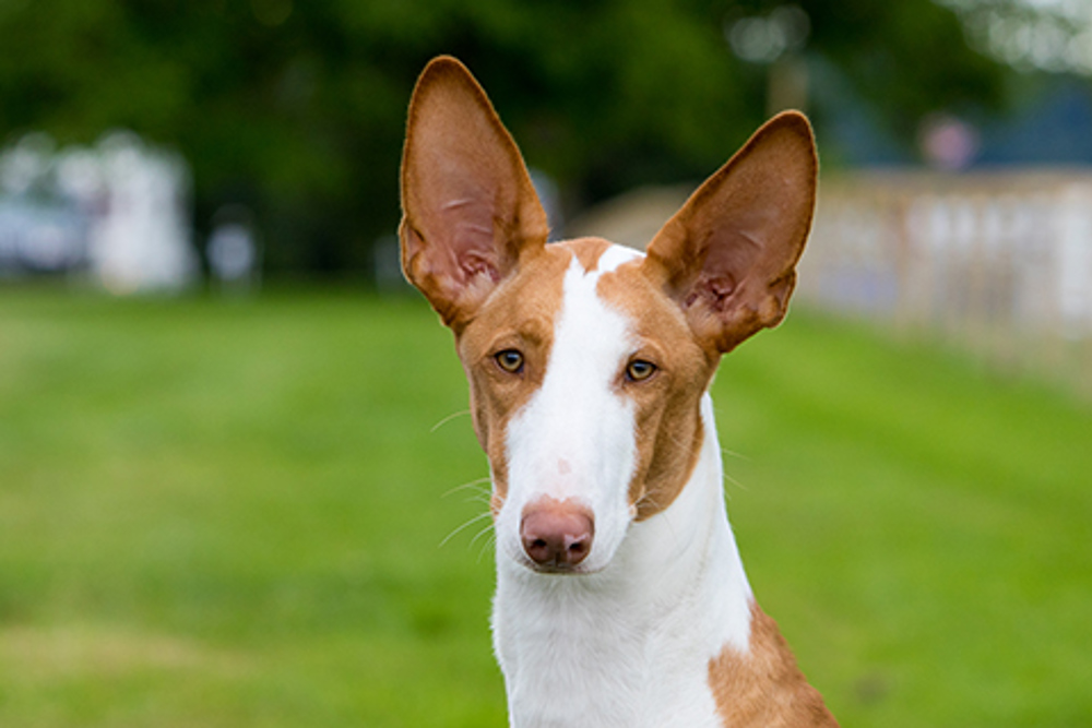 how much does a ibizan hound cost