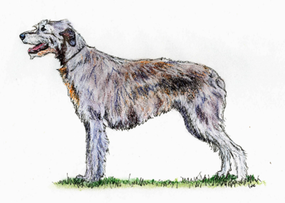 Irish Wolfhound illustration